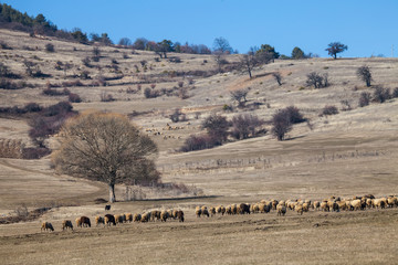 winter meadows in Europe with sheep. Mountains are in the background.