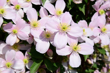 Obraz na płótnie Canvas Clematis montana - Blühende Kletterpflanze in rosa im heimischen Garten