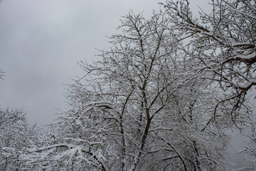 Tree branches covered with fluffy white snow against a light gray sky, for wallpaper