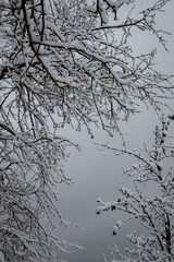 Tree branches covered with fluffy white snow against a light gray sky, for wallpaper