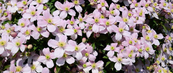 Clematis montana - wunderschöne Kletterpflanze in rosa im Sonnenschein