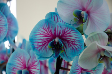 Blue with pink orchid. Tropical flower. Present for Valentine's Day.