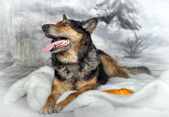 half-breed shepherd dog on a winter background