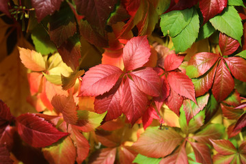 Bright floral arrangement of colorful leaves