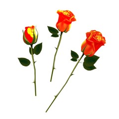 roses isolated on a white background. Orange roses. Vector illustration. Design element for greeting cards. Flower, bud