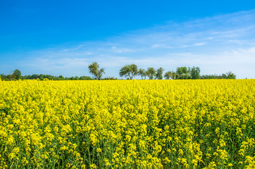 Obraz premium Field with yellow flowers and blue sky, Latvia
