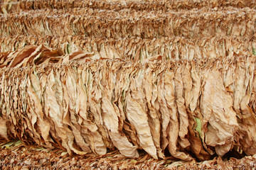 Suspended tobacco leaves - Drying tobacco leaves