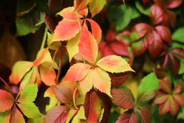 Bright floral arrangement of colorful leaves