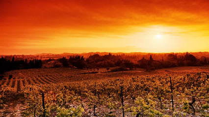 Naklejka premium Sigean vineyard in Languedoc country