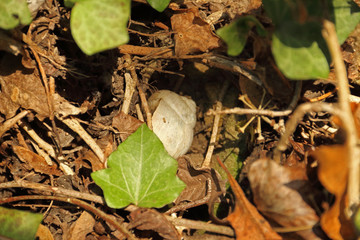 Schnecke im Efeu