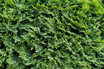 texture with leaves for the background.  a natural green leaf lay flat against the background of nature. Fresh green leaves frame the wall. Natural background. the view from the top.