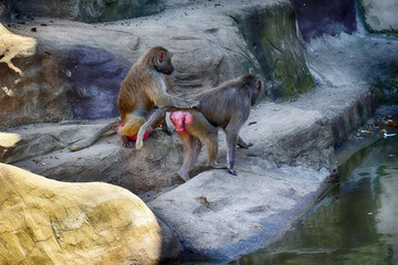 monkey animals at the zoo on a warm summer day outside