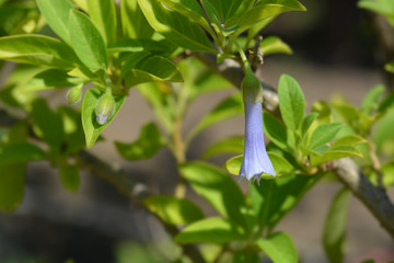 Blue Angels trumpet