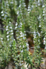 Variegated Mountain savory