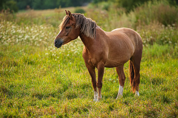 Naklejka na ściany i meble domestic horse grazes in a meadow in the evening, countryside.