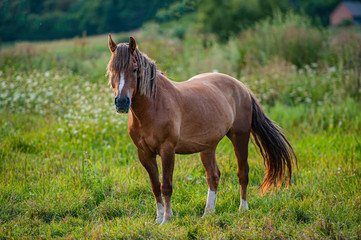 domestic horse grazes in a meadow in the evening, countryside.