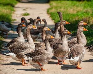 flock of domestic geese grazes on the banks of a pond in the countryside.