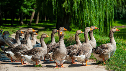 flock of domestic geese grazes on the banks of a pond in the countryside.