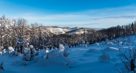 winter scenery with snow, forest, hills and blue sky with few clouds bellow Velka Raca hill in Kysucke Beskydy mountains