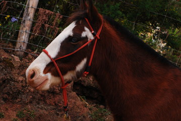 Caballos de Cusco