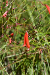 Firecracker plant