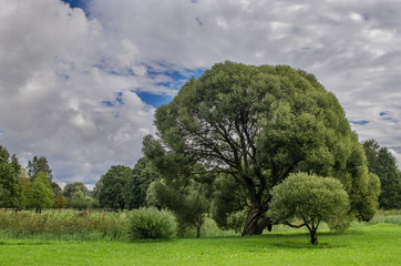 Summer landscape - old round tree on cloudy sky background in park in Riga, Latvia