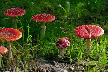 mushroom