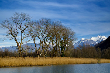 Bare Trees on the Waterfront with Snow-capped Mountain in Ticino, Switzerland.