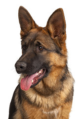 Portrait of a german shepherd dog isolated on white background