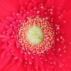 vibrant red and yellow Gerber daisy close up, top view