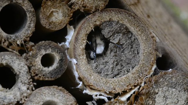 Mason bee / builder bee (Osmia cornuta) leaving nest in hollow stem at insect hotel