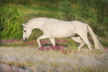 Fototapeta na wymiar White beautiful horse free run in stipa grass