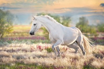 Obraz na płótnie Canvas White beautiful horse free run in stipa grass