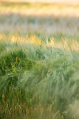 Close-up of wheat field in evening sunlight during summer.