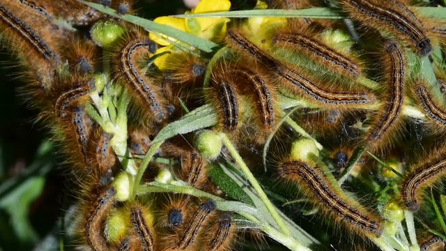 Larvae of the Malacosoma alpicola / Malacosoma alpicolum moth
