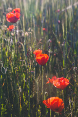 La flor de la amapola en un campo de Ibiza