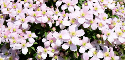 Clematis montana - Kletterpflanze in rosa