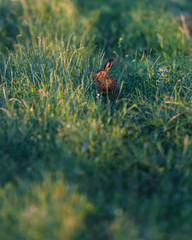 Alert hare in evening sunlight between tall grass.