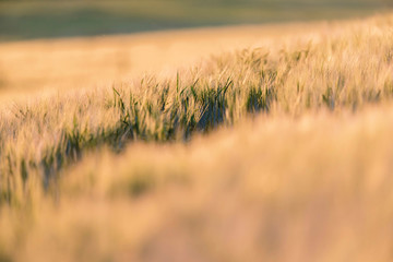 Fototapeta premium Detail of wheat field in evening sunlight.