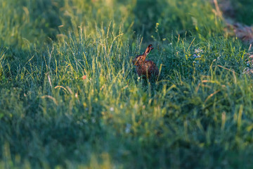 Alert hare in evening sunlight between tall grass.