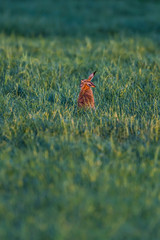 Obraz premium Alert hare in evening sunlight between tall grass.