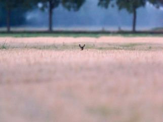 Obraz na płótnie Canvas Roe deer hidden in wheat field at dusk.