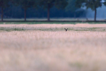 Roe deer hidden in wheat field at dusk.
