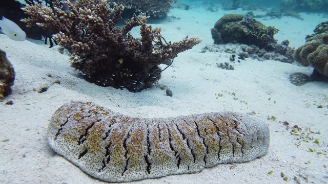 Sea cucumber on a sandy bottom among a coral reef. Bohadschia argus, underwater on the ocean floor.