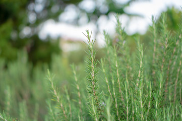 Rosemary fragrant herb is edible woody perennial plant with greenery needle-like leaves in traditional English cottage backyard planting Sensory organic garden