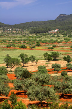 Vista general de un campo con almendros en la isla de Ibiza