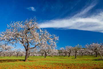 Campo de almendros en flor en la isla de Ibiza en febrero