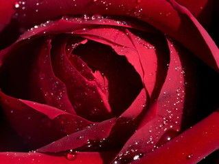 Red rose with drops of water