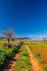 Campo de almendros en flor en la isla de Ibiza en febrero