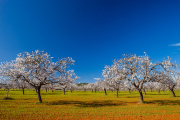 Campo de almendros en flor en la isla de Ibiza en febrero